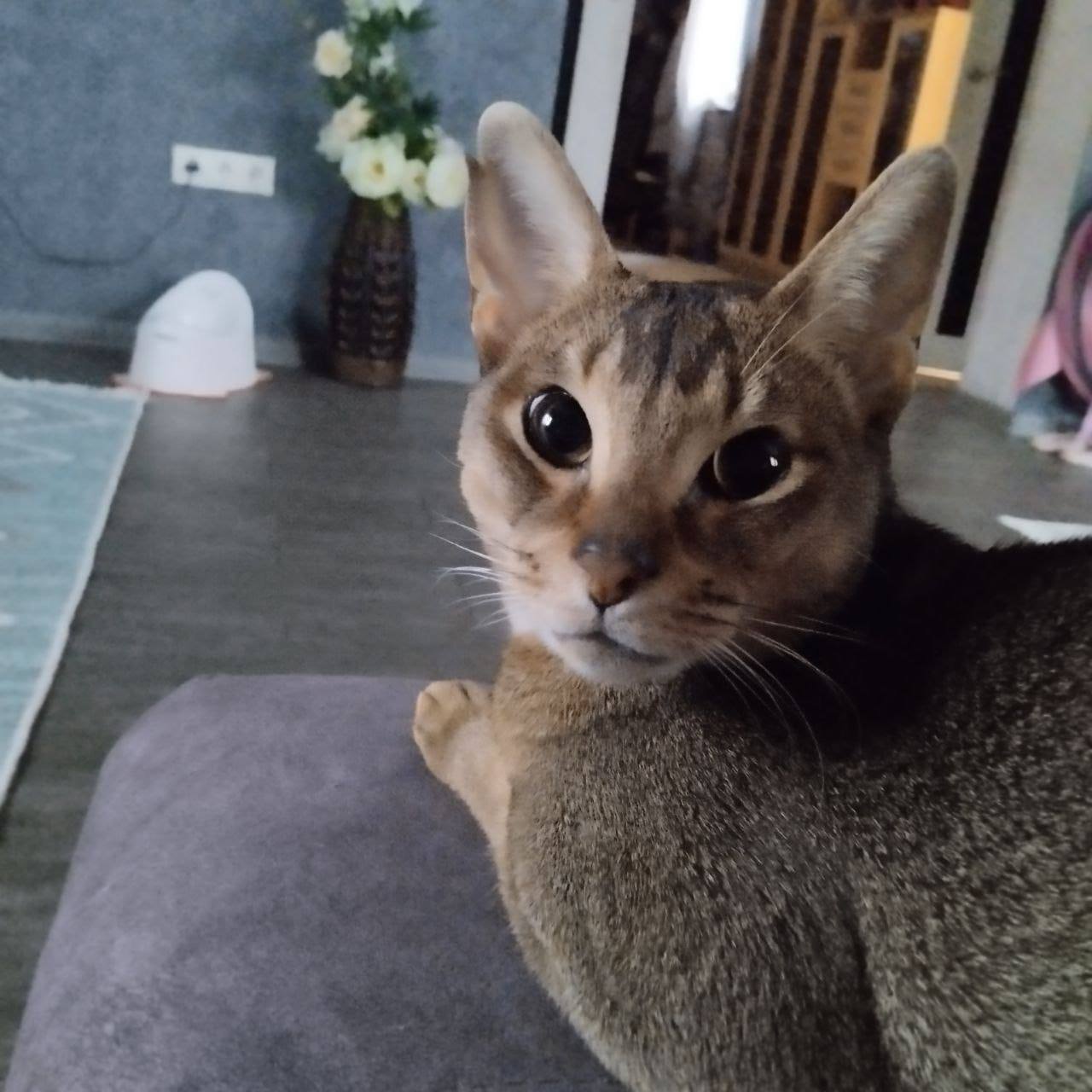 Абиссинец Сима ищет дом